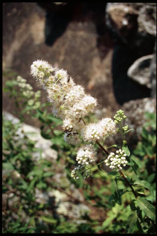 White meadowsweet: Spiraea alba 1-eheep