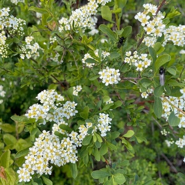 Iberian spirea (Spiraea hypericifolia)