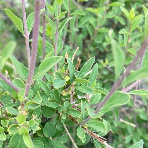 Iberian spirea (Spiraea hypericifolia)