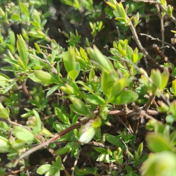 Iberian spirea (Spiraea hypericifolia)