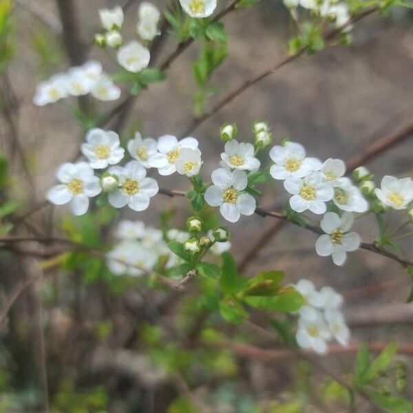 Iberian spirea (Spiraea hypericifolia)