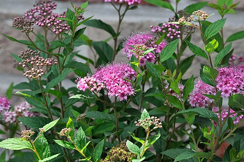 Japanese meadowsweet: Spiraea japonica 'Nana'