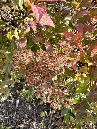 Japanese meadowsweet (Spiraea japonica)