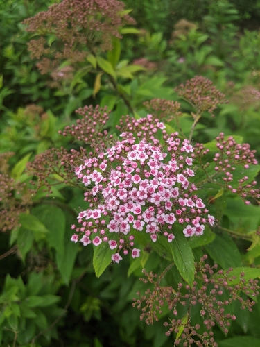 Japanese meadowsweet (Spiraea japonica)