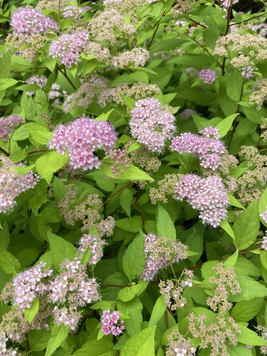 Japanese meadowsweet (Spiraea japonica)