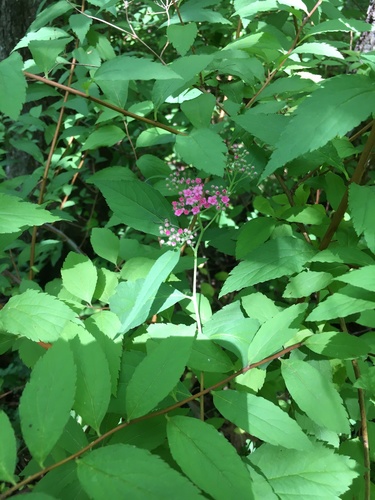 Japanese meadowsweet (Spiraea japonica)