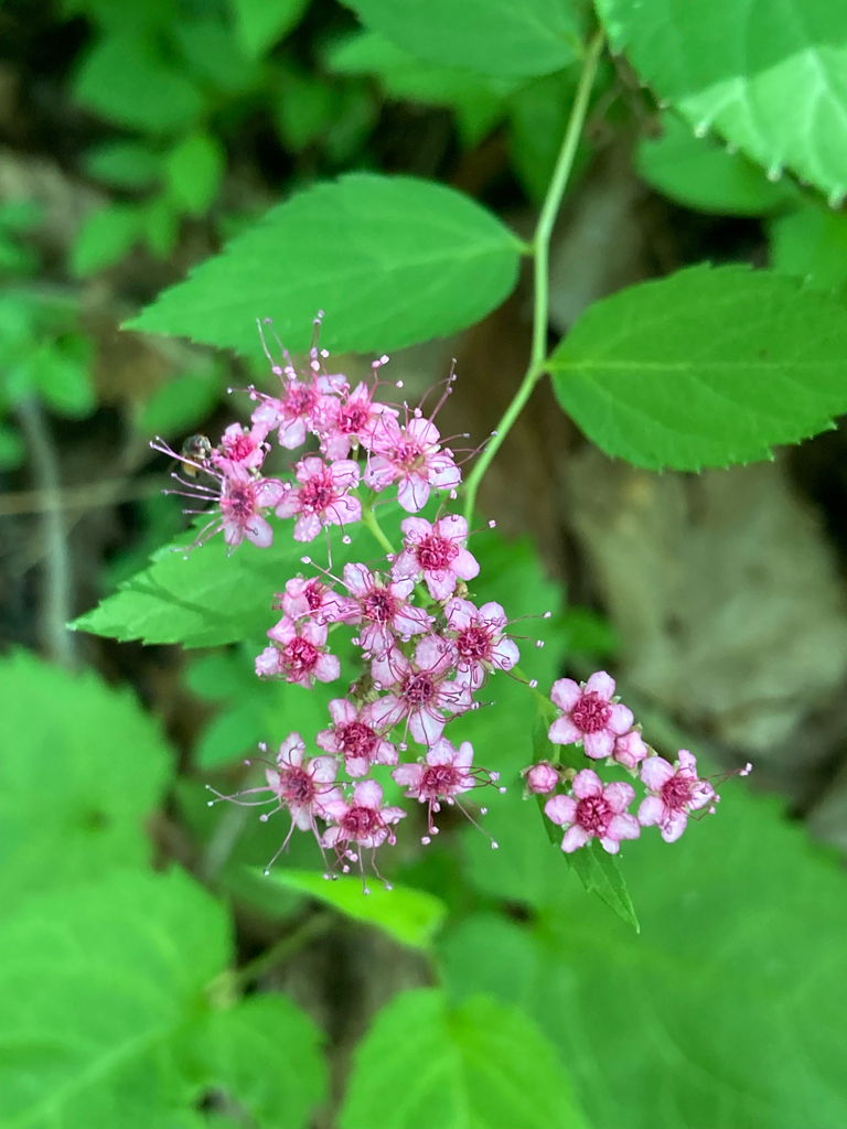 Japanese meadowsweet (Spiraea japonica)