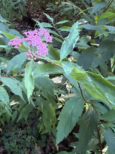 Japanese meadowsweet (Spiraea japonica)
