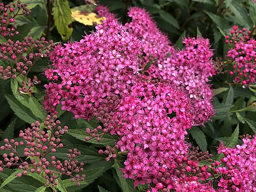 Japanese meadowsweet: Japanese spiraea blooming along Glen Taylor Lane in the Chantilly Highlands section of Oak Hill, Fairfax County, Virginia