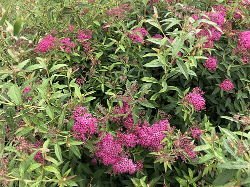Japanese meadowsweet: Japanese spiraea blooming along Glen Taylor Lane in the Chantilly Highlands section of Oak Hill, Fairfax County, Virginia
