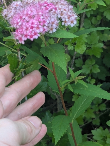 Japanese meadowsweet (Spiraea japonica)