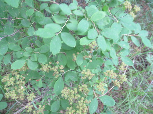 Oriental spiraea (Spiraea media)