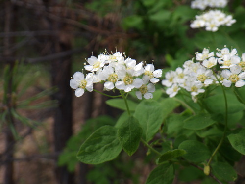 Oriental spiraea (Spiraea media)