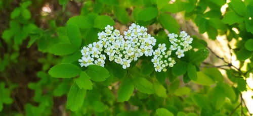 Oriental spiraea (Spiraea media)