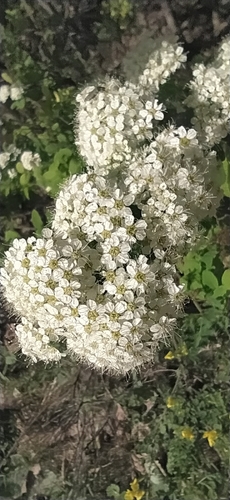 Oriental spiraea (Spiraea media)