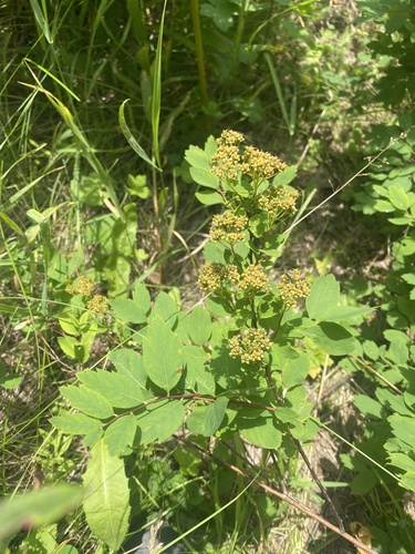 Oriental spiraea (Spiraea media)