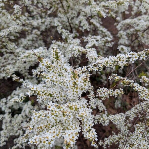 Thunberg's meadowsweet (Spiraea thunbergii)