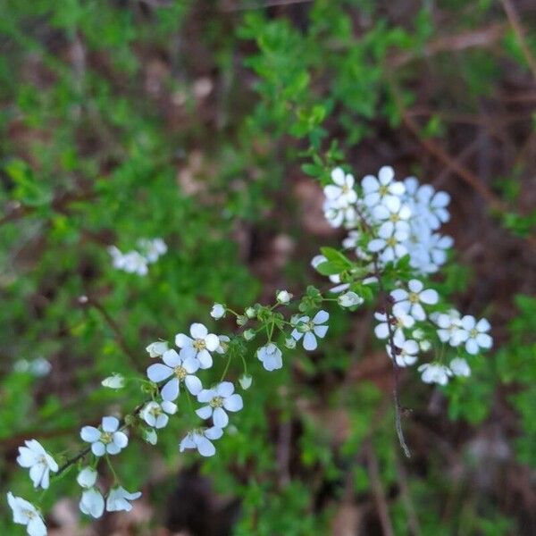 Thunberg's meadowsweet (Spiraea thunbergii)