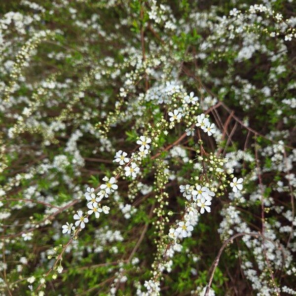 Thunberg's meadowsweet (Spiraea thunbergii)