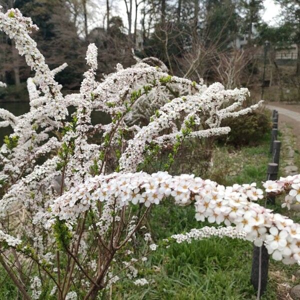 Thunberg's meadowsweet (Spiraea thunbergii)