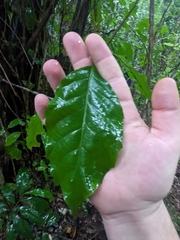Davidson's alder (Spiraeanthemum davidsonii)