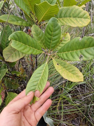 Spiraeanthemum meridionale (Spiraeanthemum meridionale)