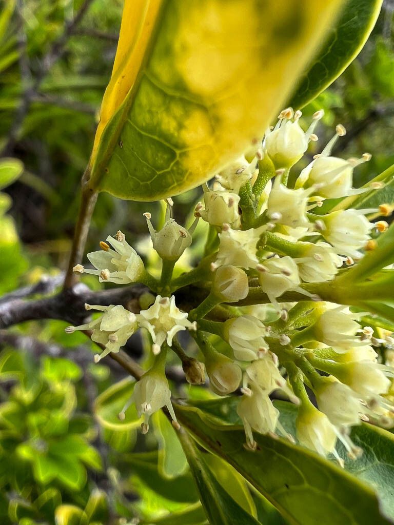 Spiraeanthemum pubescens (Spiraeanthemum pubescens)