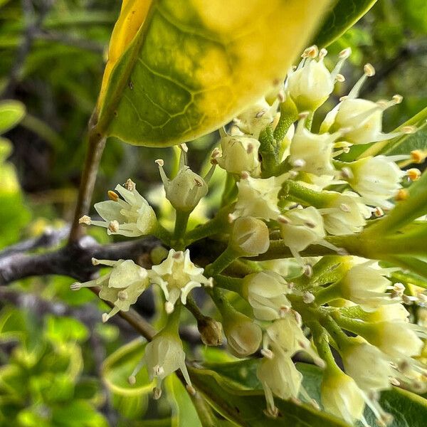 Spiraeanthemum pubescens (Spiraeanthemum pubescens)