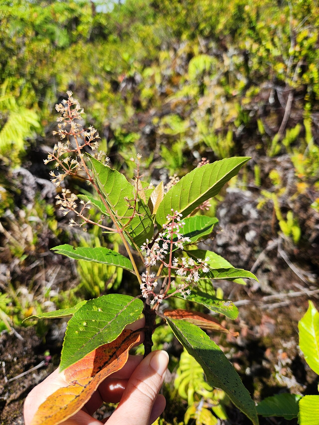 Spiraeanthemum samoense: Spiraeanthemum samoense, Gaga'ifomauga, Samoa, 2025-05-07 (iNaturalist).