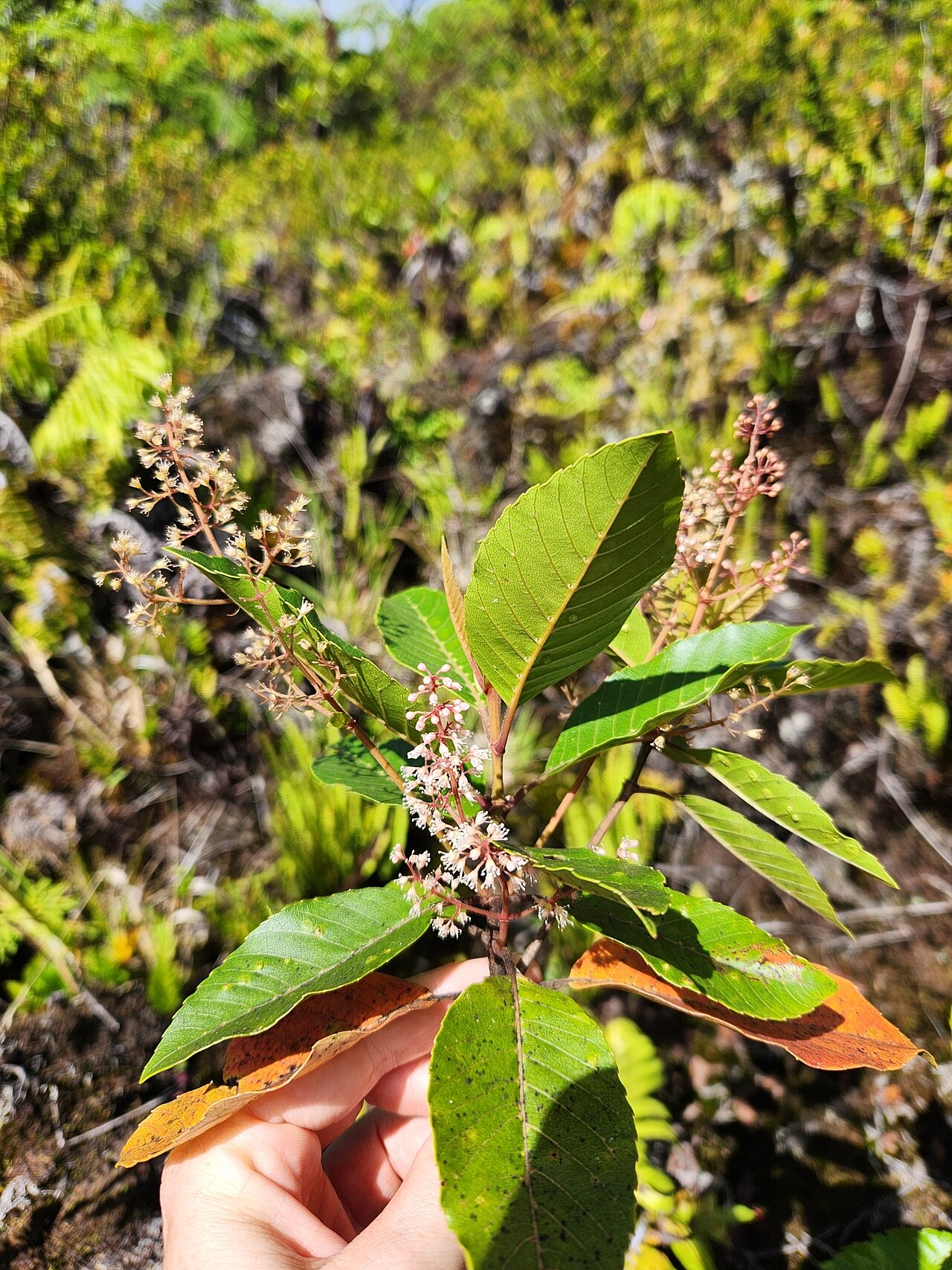 Spiraeanthemum samoense: Spiraeanthemum samoense, Gaga'ifomauga, Samoa, 2025-05-07 (iNaturalist).