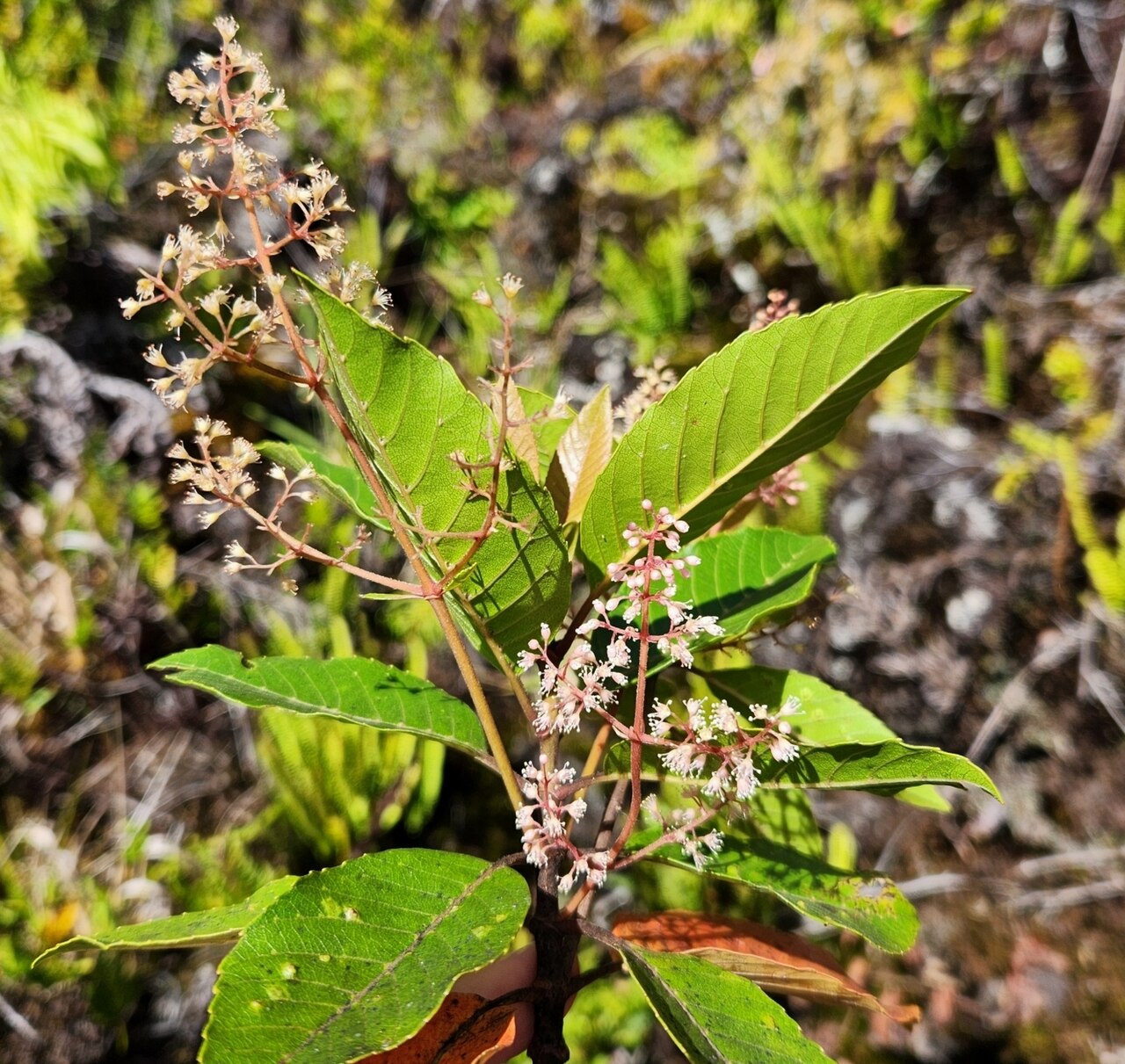 Spiraeanthemum samoense: Spiraeanthemum samoense, Gaga'ifomauga, Samoa, 2025-05-07 (iNaturalist).