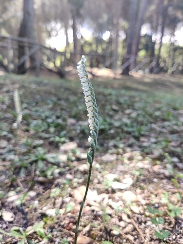 Autumn Lady's-tresses (Spiranthes spiralis)