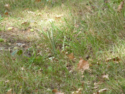 Autumn Lady's-tresses (Spiranthes spiralis)