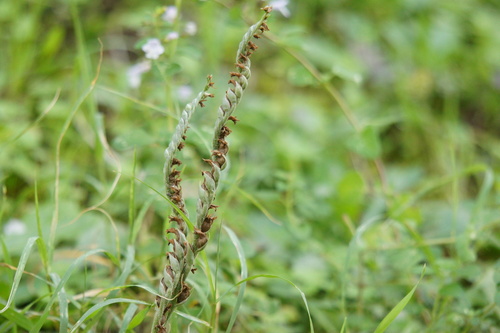 Autumn Lady's-tresses (Spiranthes spiralis)