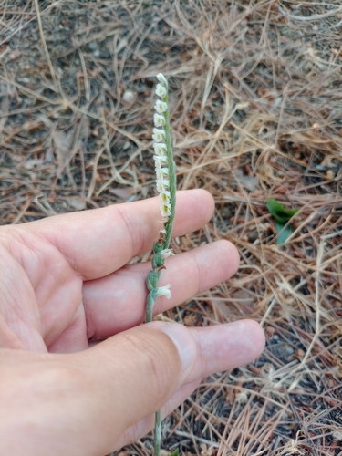 Autumn Lady's-tresses (Spiranthes spiralis)
