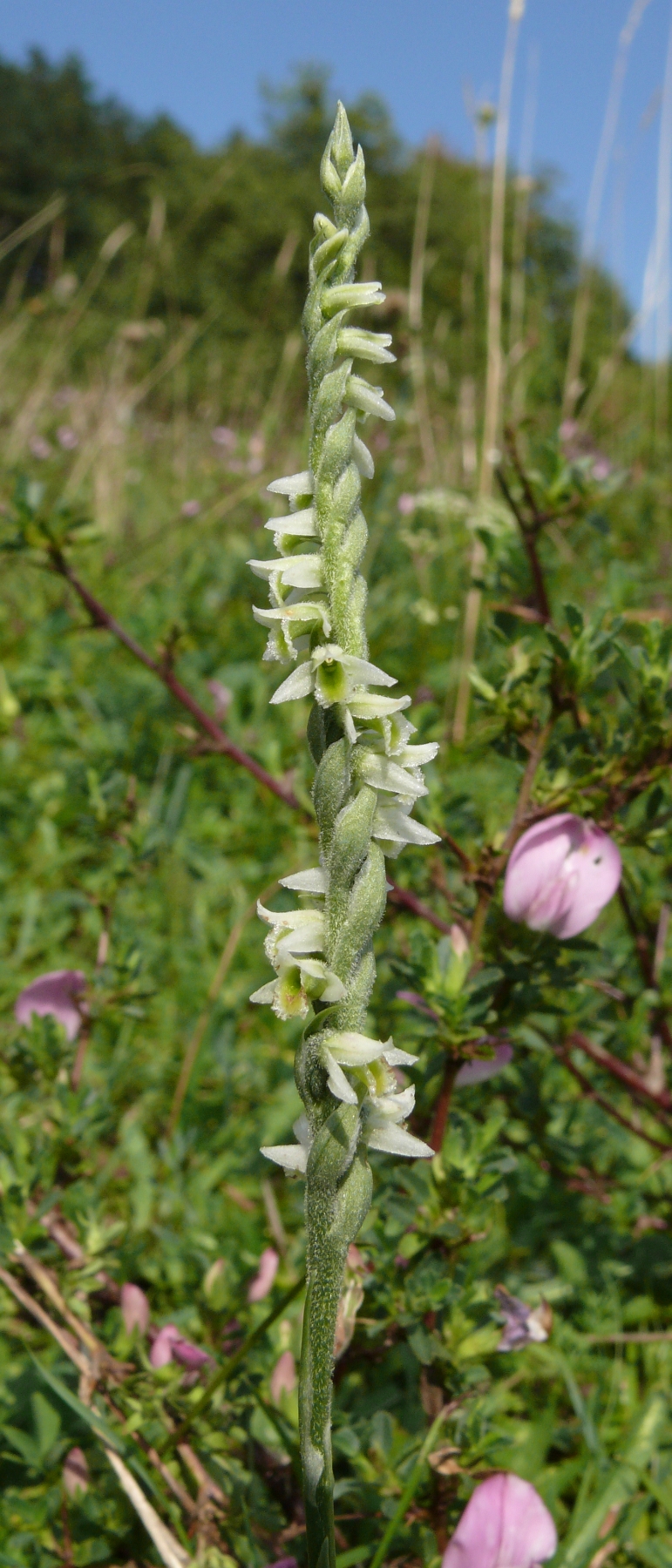 Autumn Lady's-tresses: Spiranthes spiralis , Frankenhöhe, Germany