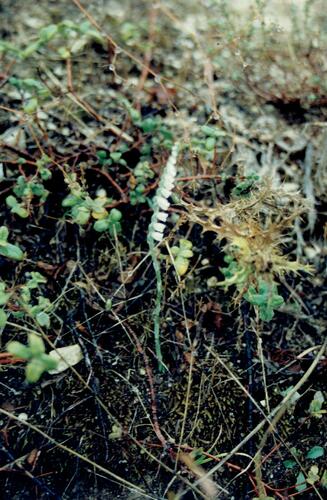 Autumn Lady's-tresses (Spiranthes spiralis)
