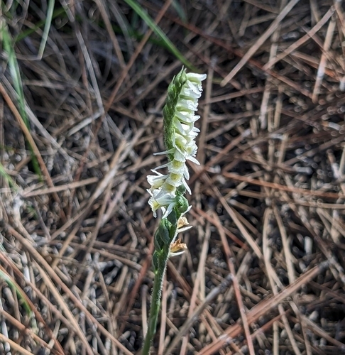 Autumn lady's-tresses
