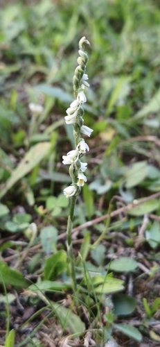 Autumn Lady's-tresses (Spiranthes spiralis)