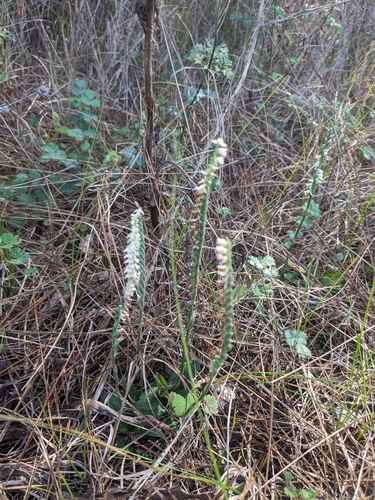 Autumn Lady's-tresses (Spiranthes spiralis)
