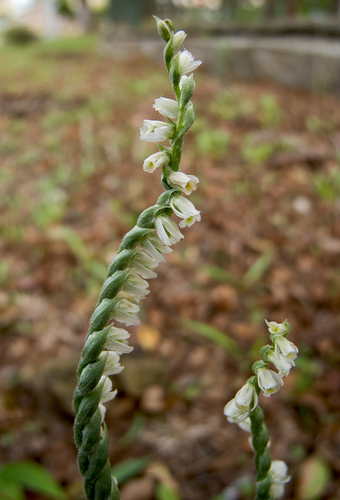 Autumn Lady's-tresses (Spiranthes spiralis)