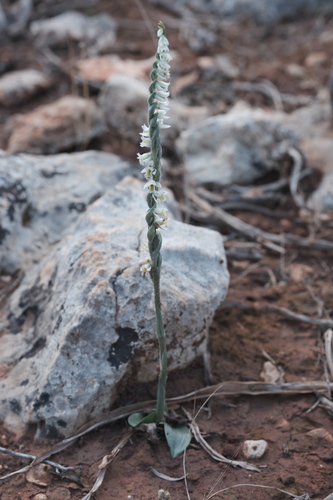 Autumn Lady's-tresses (Spiranthes spiralis)