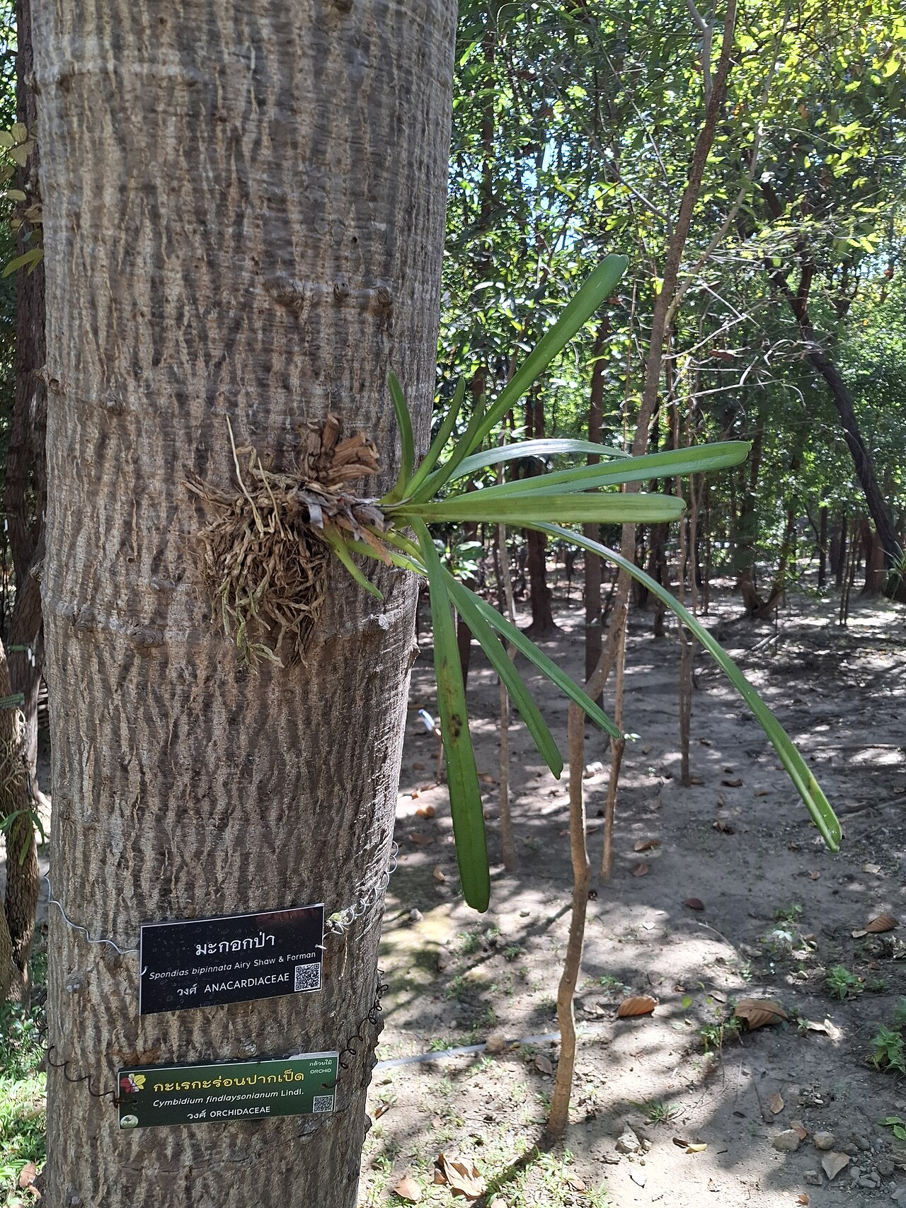 Spondias bipinnata: Cymbidium finlaysonianum on Spondias bipinnata tree