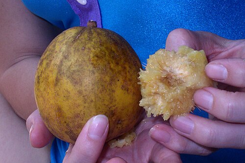 Jewish plum: Hawaiian Islands: Hawaii, Kano
