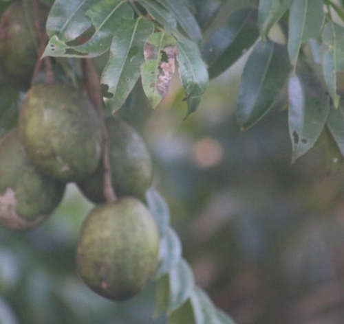 Jewish plum (Spondias dulcis)