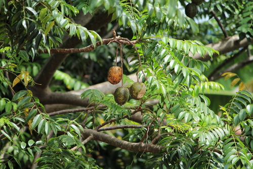 Jewish plum (Spondias dulcis)