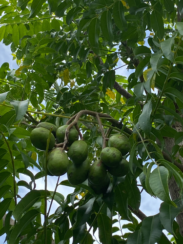 Jewish plum (Spondias dulcis)