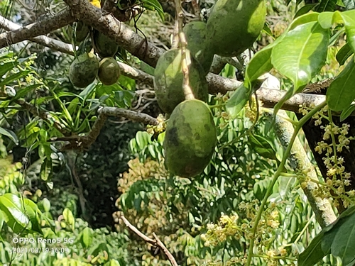 Jewish plum (Spondias dulcis)
