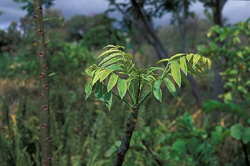 Jewish plum: Spondias dulcis (habit). Location: Maui, Enchanting Floral Gardens of Kula