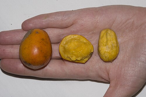 Jewish plum: Mexico: Quintana Roo, Cobá